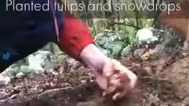 Красивое видео. Птицы. Поделки из желудей. Фото. смотреть онлайн