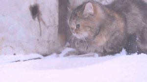 Социальный ролик в защиту бездомных животных