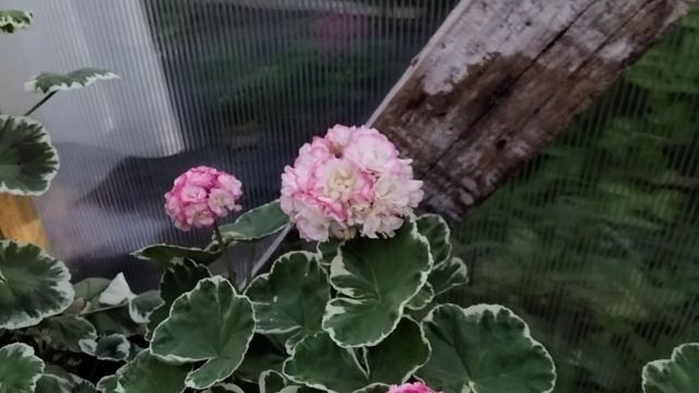 #136.Обзор цветения пёстролистных и золотолистных пеларгоний! смотреть онлайн