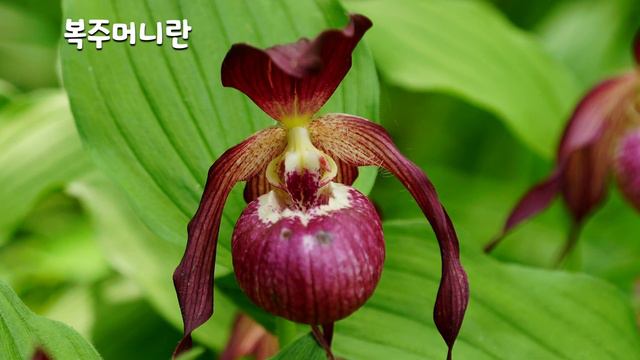 107편 복주머니란 смотреть онлайн