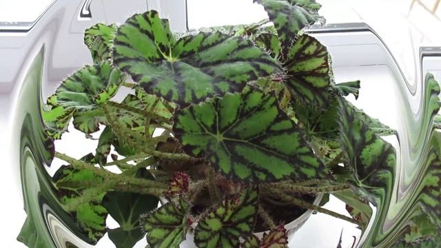 Как выращиваю тигровую бегонию Бауэра на подоконнике #бегониябауэра#бегониятигровая#бегония смотреть онлайн