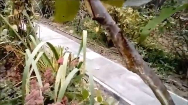 Прививки яблони на грушу смотреть онлайн