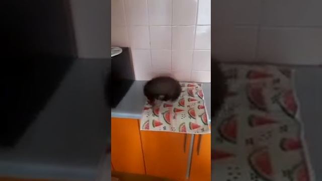 Куница в домашних условиях