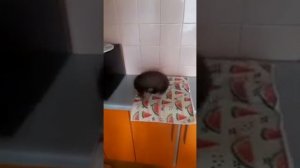 Куница в домашних условиях