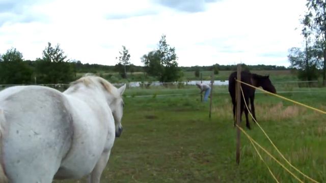 Открытие летнего выпаса в Конев Боре смотреть онлайн