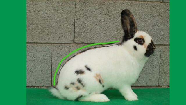 Как выбрать кролика на племя в молодом возрасте смотреть онлайн