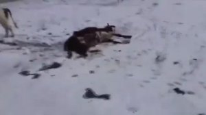 Вчера в Тюменской области поезд сбил корову которая перебегала через железную дорогу!!!