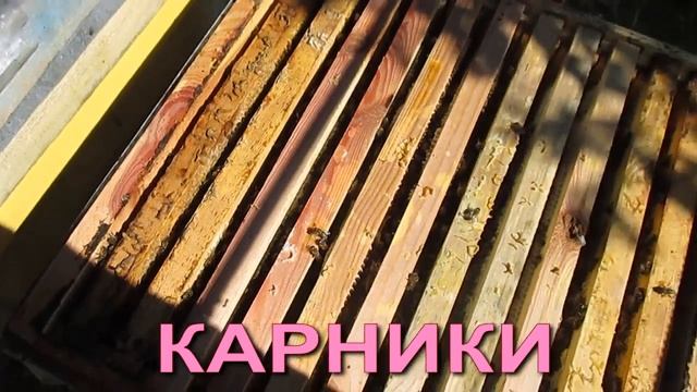 Какая пчела лучше? Карника карпатка или местные пчелы смотреть онлайн