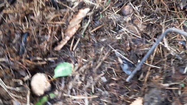 БГВ 217 Как избавиться от деревьев за забором, на муниципальной земле. И Чёрная Львинка. смотреть онлайн