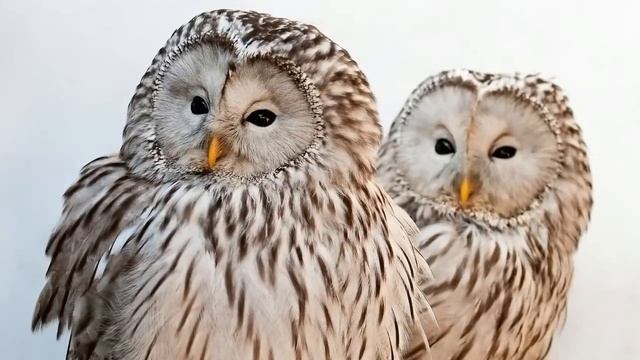 Звуки природы! Длиннохвостая неясыть. Красивое пение птиц. Голоса птиц смотреть онлайн