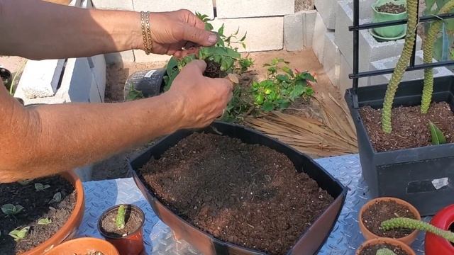 Sansevieria Samurai And Pinguicula Propagation Success !