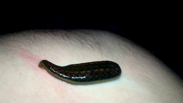 Пиявочка, пиявка смотреть онлайн