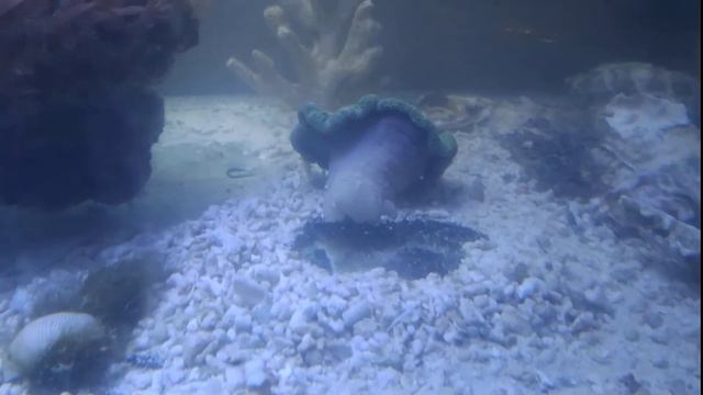 Морской аквариум без больших вложений 3 смотреть онлайн