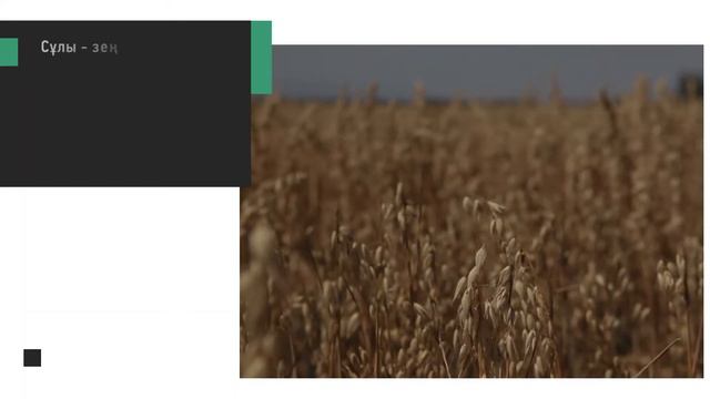 Сұлы – жемазықты дақыл смотреть онлайн