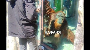 Нафаня орангутан любит повеселить зрителей