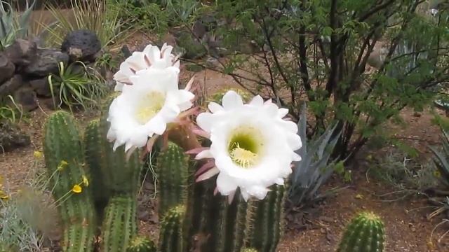 Plant Traveller: Echinopsis Candicans #cactus