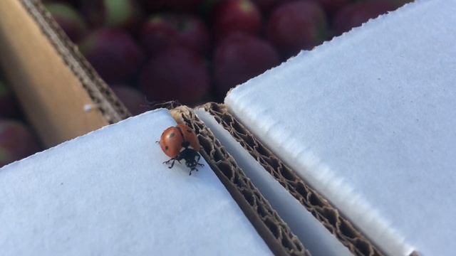 Сбор Яблок на х.Покровский / Сорт Флорина / урожай 2018г. смотреть онлайн