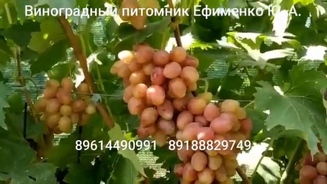 виноград Казанова смотреть онлайн