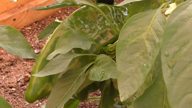 Наш перец смотреть онлайн