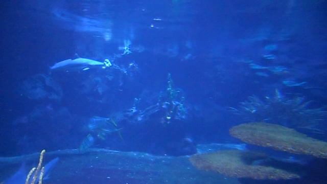 Aquarium Zoo Berlin смотреть онлайн