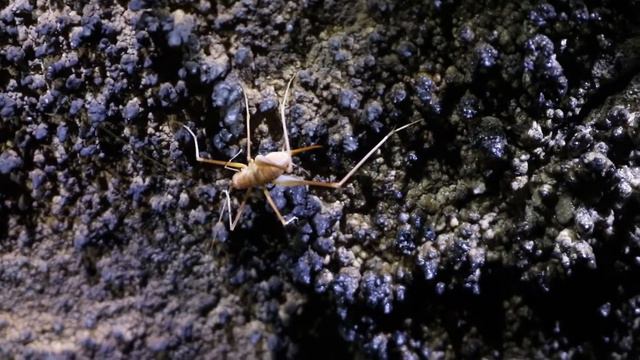 Science Around Cincy: Rachel Bosch - Geomorphologist смотреть онлайн