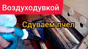 Очищаем рамки от пчел воздуходувкой