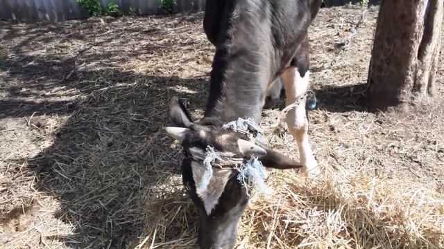 Как определить упитанность бычка? смотреть онлайн