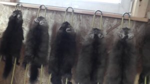 Как правильно насадить соболя на правилку.