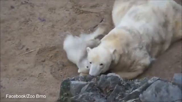 Маленький белый медвежонок смотреть онлайн