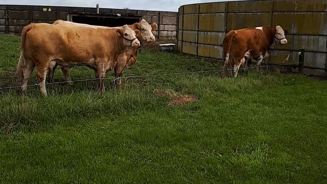 Заграничный крупный рогатый скот-оптовая продажа смотреть онлайн