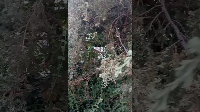 Зоопарк Варшава Польша смотреть онлайн