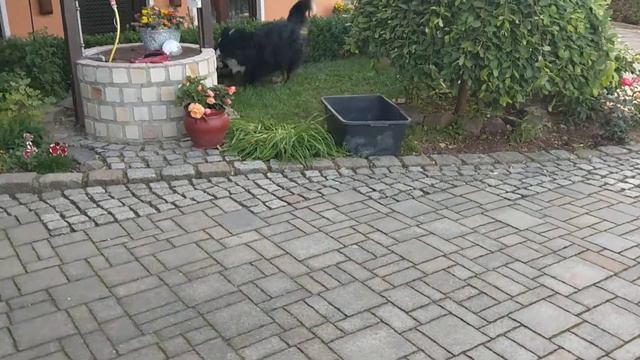 Berner Sennenhund Rüde 54 kg spielt mit Hovawart Hündin 31 kg смотреть онлайн