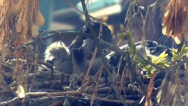 Воронье гнездо у меня под окном!? смотреть онлайн