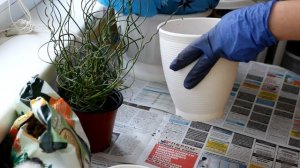 Джункус. Пересадка. [Наджеда и мир]