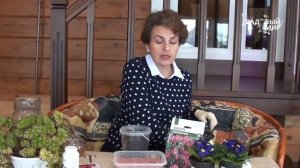 Растения для тени  Дицентра, или разбитое сердце