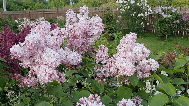 СИРЕНЬ "EDWARD J.GARDENER" ("ЭДВАРД ДЖ.ГАРДНЕР") - РОЗОВАЯ МЕЧТА В САДУ! смотреть онлайн