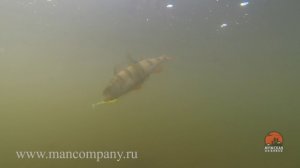 МК : Ловля на отводной поводок видео Full HD