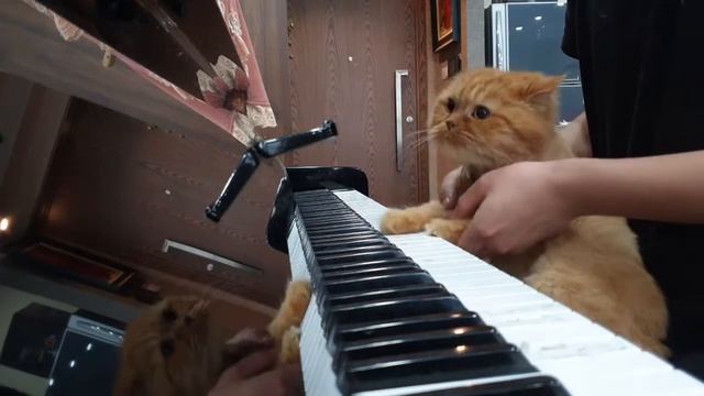 Cat vs Piano The First Day | Chip cat home смотреть онлайн