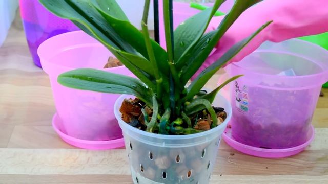 СУБСТРАТ ДЛЯ ОРХИДЕИ: КОРА, МОХ СФАГНУМ, ДРЕВЕСНЫЙ УГОЛЬ? ПЕРЕСАДКА ОРХИДЕИ!