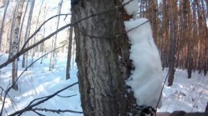 Охота с РЕЛ на куницу