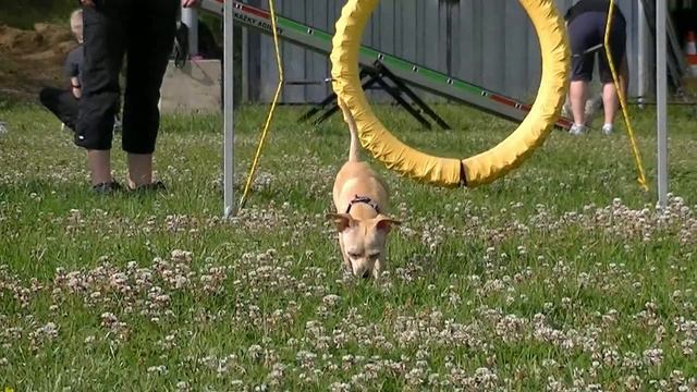 Kurz Agility červen 2014