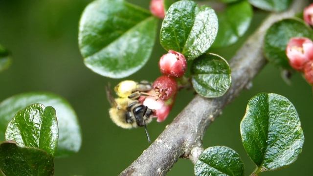 Andrena (Euandrena) symphyti ♀ (Andrenidae-Hymenoptera) butine Cotoneaster horizontalis смотреть онлайн
