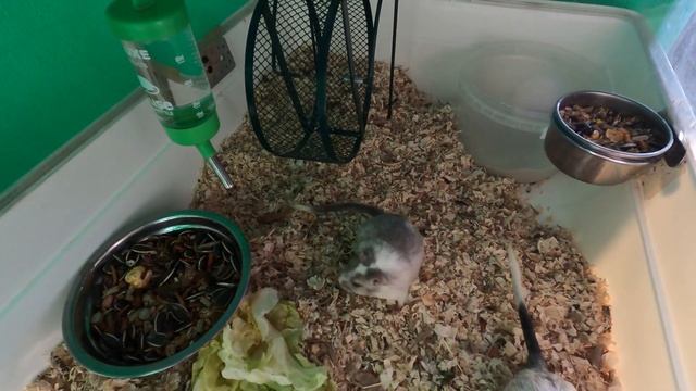 #ПЕСЧАНКИ#ХОМЯКИ#ГРЫЗУНЫ #ОТЗЫВ ОТЛИЧНЫЙ ЛИКВИДАТОР ЗАПАХА ДЛЯ ГРЫЗУНОВ #EDSCATS #ПИТОМНИКМАРИМИСТИ смотреть онлайн