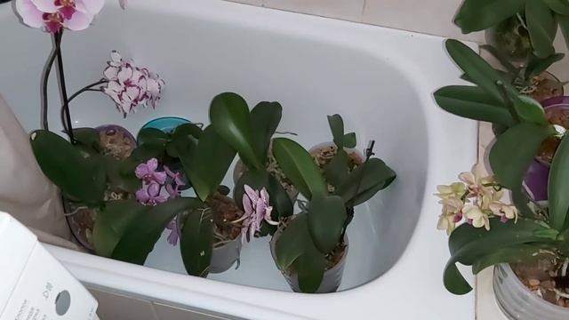 Ужас орхомана! Об этом НЕ принято ГОВОРИТЬ, как достали эти ПАРАЗИТЫ, БЕДНЫЕ ОРХИДЕИ? смотреть онлайн