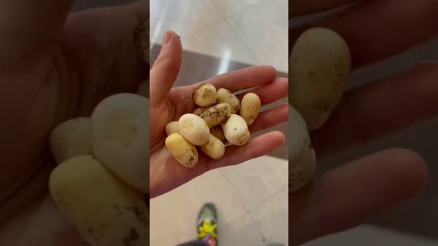 Омлет из змеиных яиц) готовим вместе! смотреть онлайн