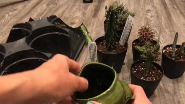 New Euphorbias, Euphorbia Propagation and New Haworthia смотреть онлайн