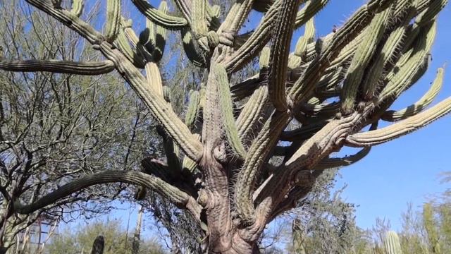 Top Things To Do in Phoenix Arizona | Trip to Desert Botanical Garden + Butterfly Garden смотреть онлайн