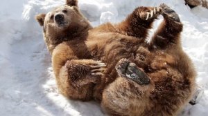 В Московском зоопарке проснулись медведи