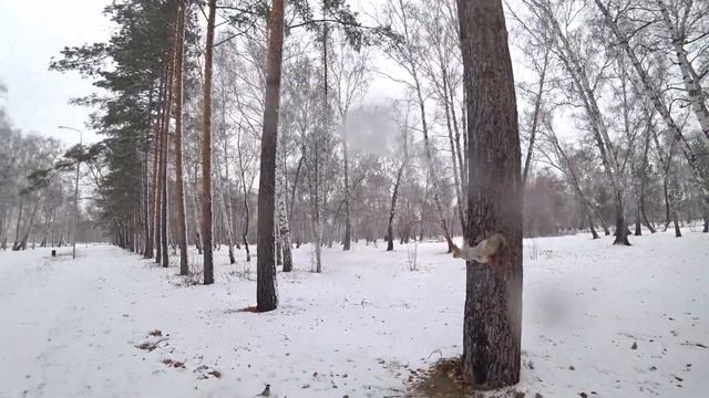 #109 ОМСК ПАРК Первый снег КАК правильно кормить белок смотреть онлайн