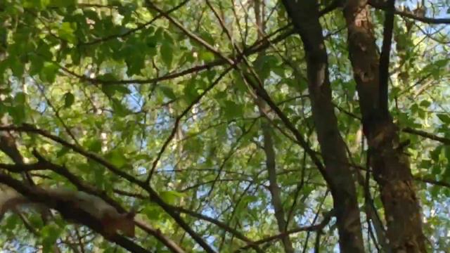 Белка #22/Катерица #22/Squirrel #22 13.05.2023 #лесопарк #весна #май #белка смотреть онлайн